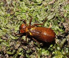 Austrocordulia refracta