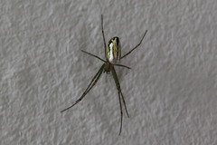 Leucauge mariana