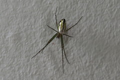 Leucauge mariana