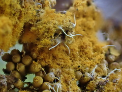 Polycephalomyces tomentosus