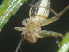 Oxyopes lineatipes