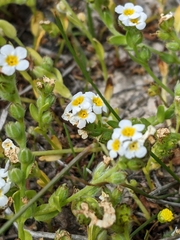 Plagiobothrys chorisianus hickmanii