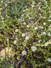 Plagiobothrys chorisianus hickmanii