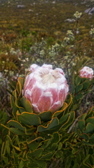 Protea speciosa