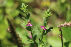 Centaurium japonicum