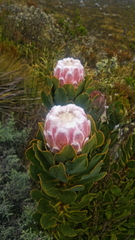 Protea speciosa