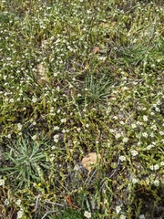 Plagiobothrys chorisianus hickmanii