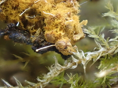 Polycephalomyces tomentosus