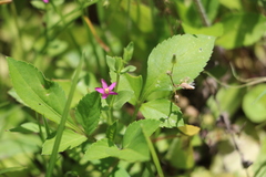 Centaurium japonicum