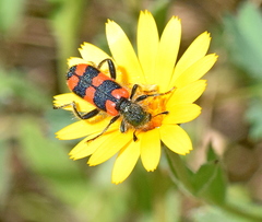 Trichodes punctatus