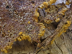 Polycephalomyces tomentosus