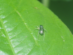 Phintella bifurcilinea