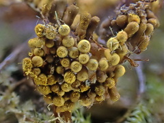 Polycephalomyces tomentosus
