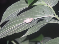 Notarcha tigrina
