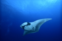 Mobula birostris