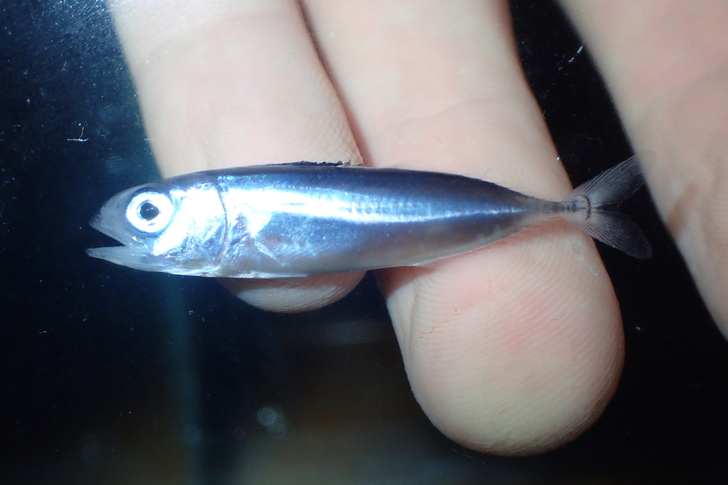 Albacore Tuna