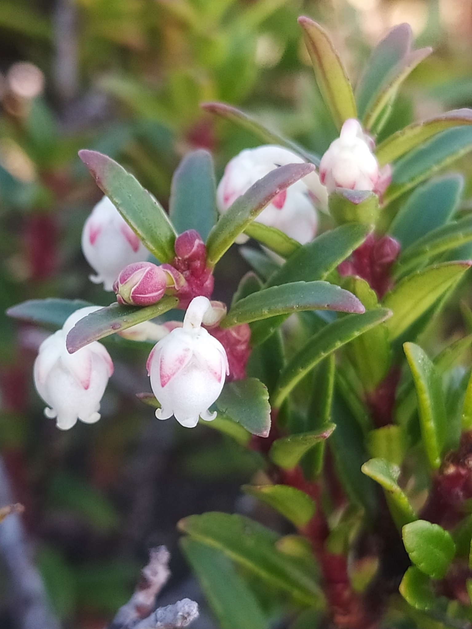 Gaultheria