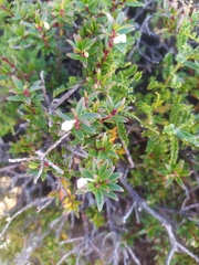 Gaultheria poeppigii