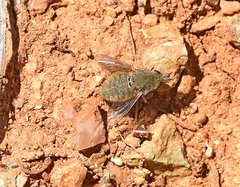 Conophorus glaucescens