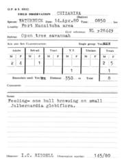 Kobus ellipsiprymnus