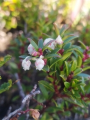 Gaultheria poeppigii