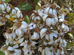 Rumfordia floribunda