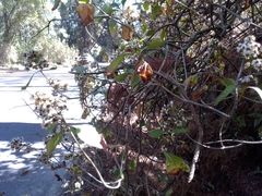 Rumfordia floribunda