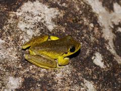 Ranoidea lesueuri