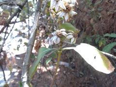 Rumfordia floribunda