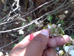 Rumfordia floribunda