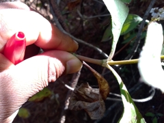 Rumfordia floribunda