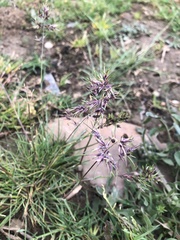 Poa bulbosa