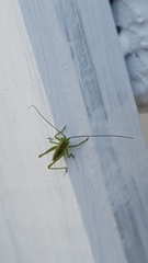 Tettigonia viridissima