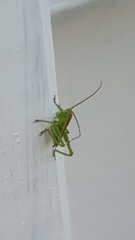 Tettigonia viridissima