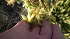 Cotyledon campanulata