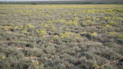 Cotyledon campanulata