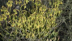 Cotyledon campanulata