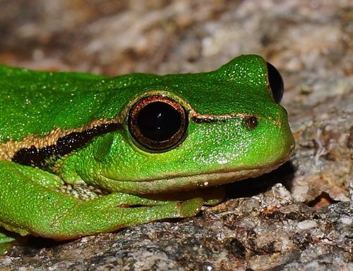 Narrow-fringed Frog