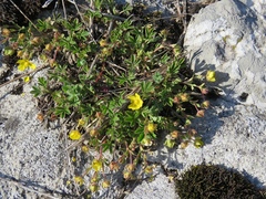 Potentilla pusilla