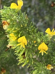 Aspalathus sanguinea