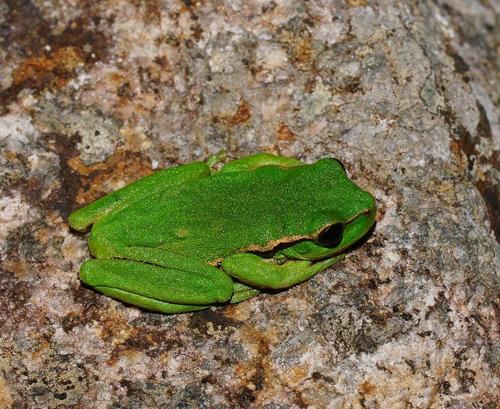 Narrow-fringed Frog