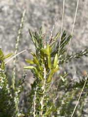 Tetradymia