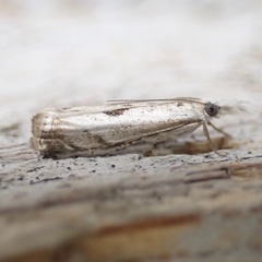 Microcrambus kimballi