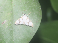 Cirrhochrista bracteolalis