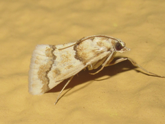 Pseudoschinia elautalis