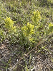 Castilleja citrina