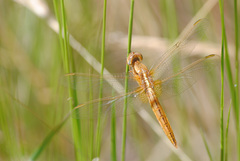 Crocothemis erythraea