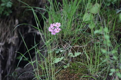 Primula polyneura