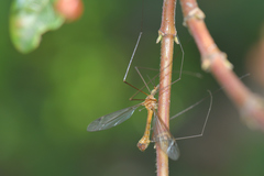 Tipula bezzii