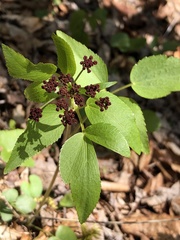 Thaspium trifoliatum trifoliatum